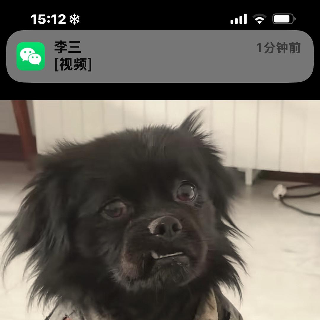 旺旺vlog（五黑犬）