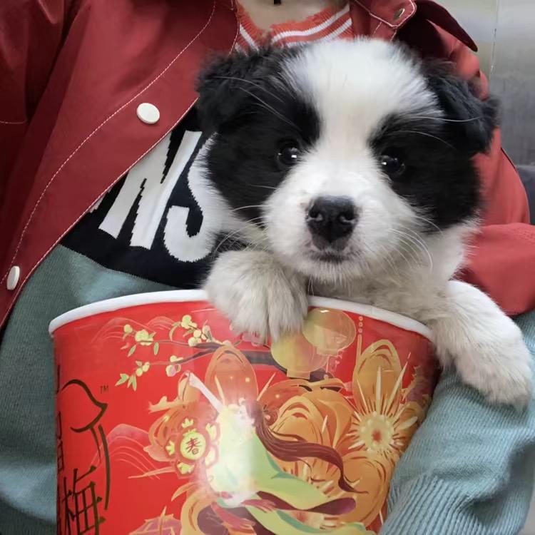 边牧陈小花
