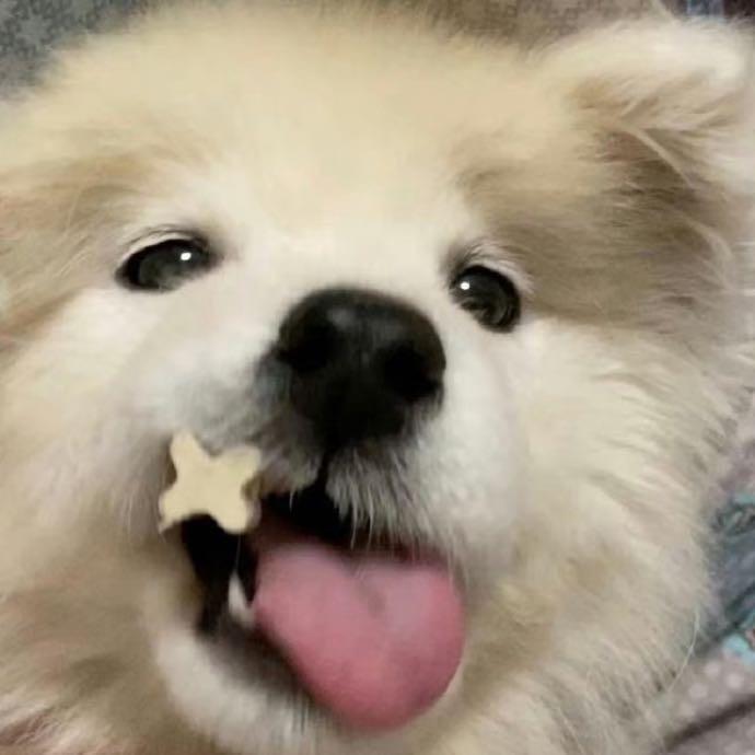 🩵🩵🩵🐶