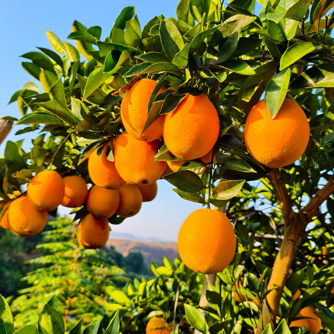 江西赣南脐橙种植大户