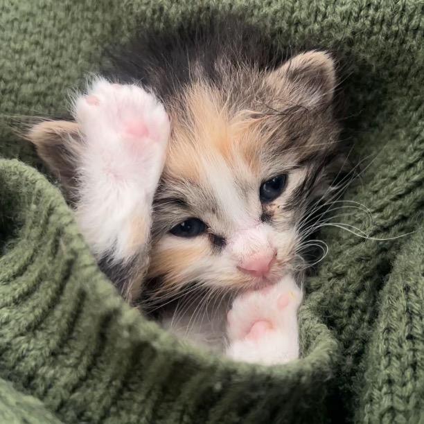 花花是只中华田园猫