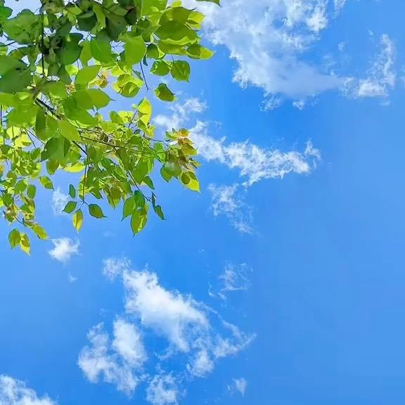 会发财的甜甜圈