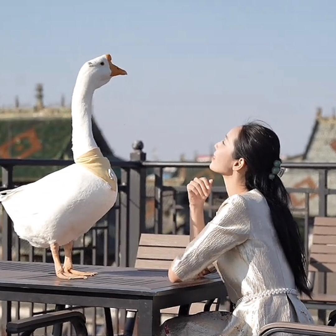 向天歌