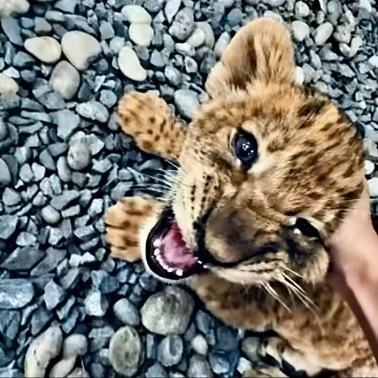 妈妈说名字长就会有傻子跟着念