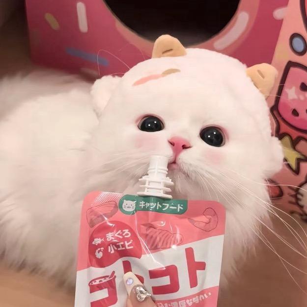 墩墩猫🐱