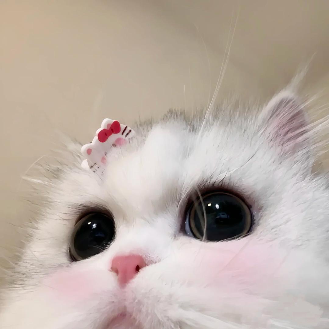 生气小粉