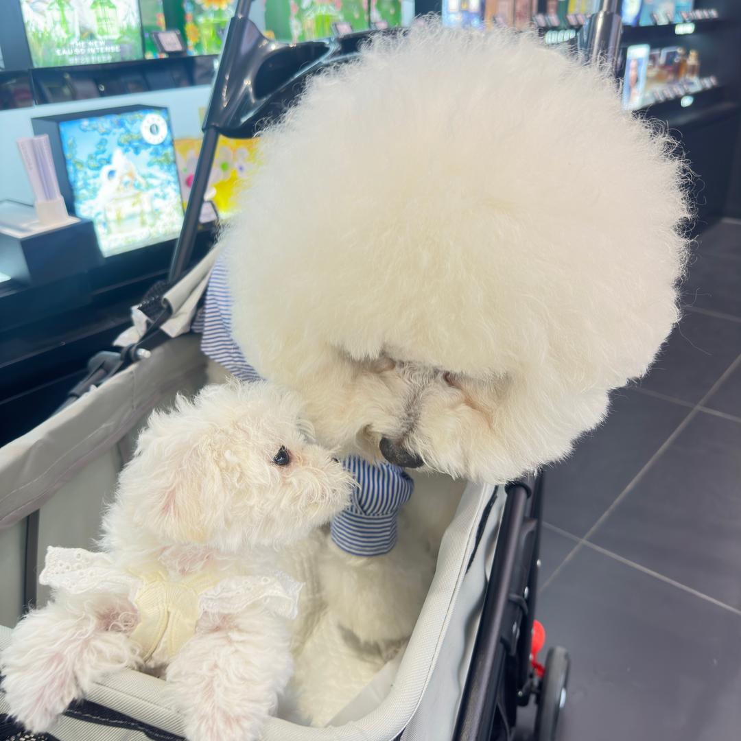 🐶杨乐多🐶