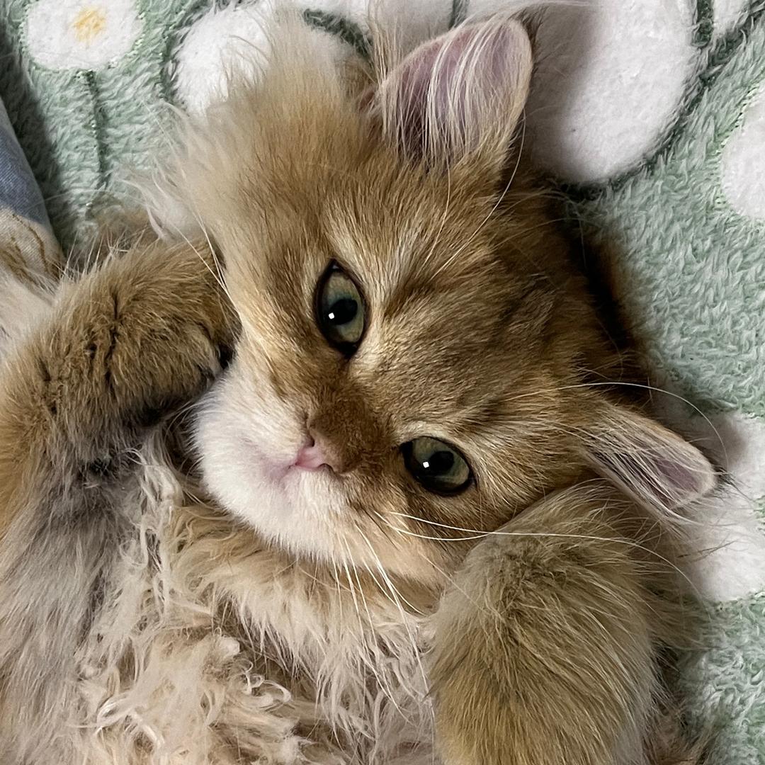 黑猫女巫