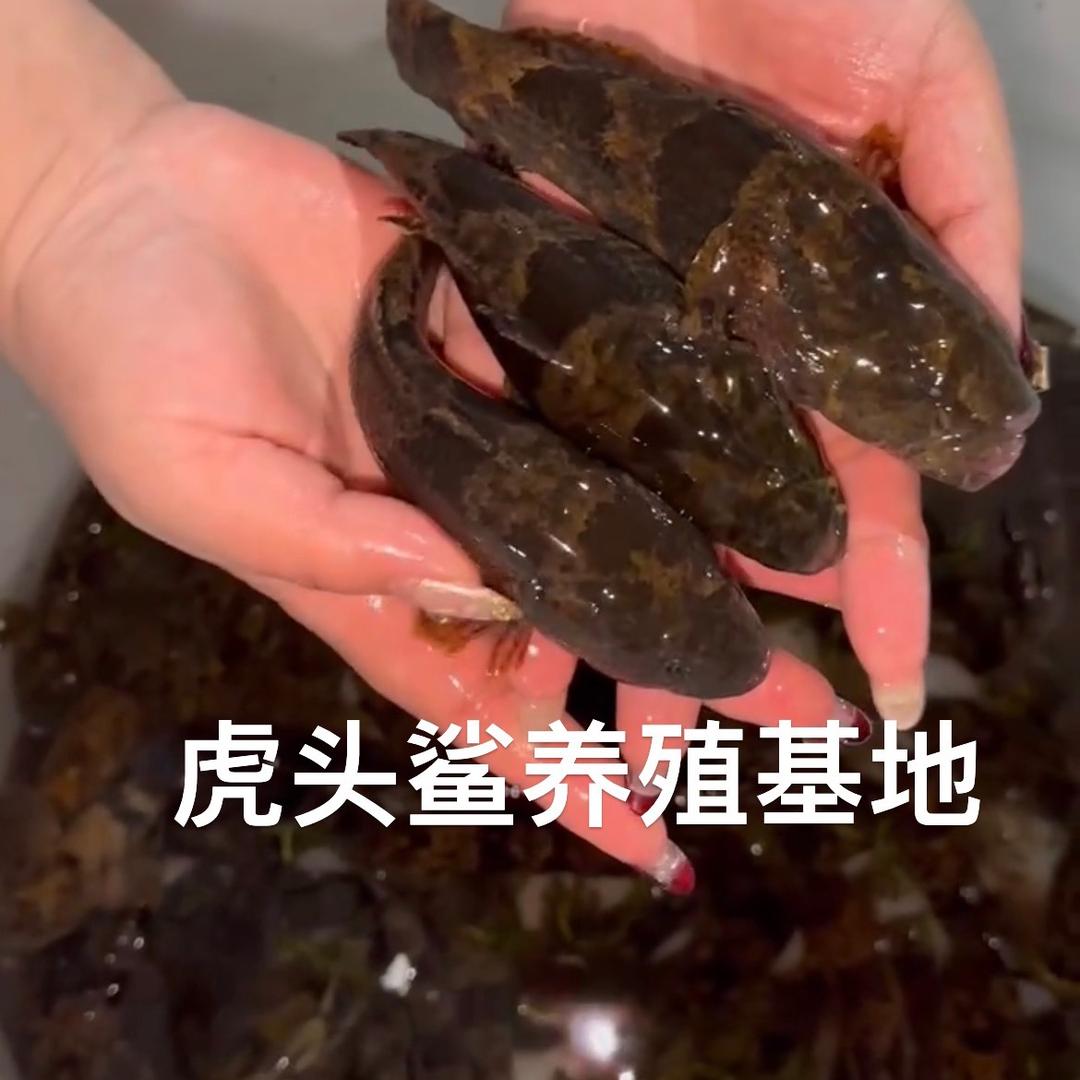 虎头鲨 沙塘鳢 土布鱼 养殖基地