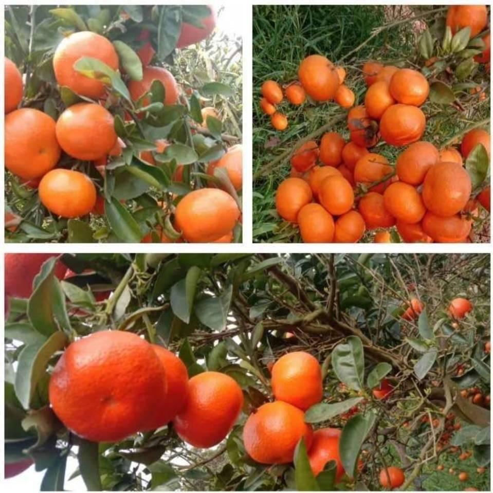 @蔡妹儿水果摊🍓🍓🍓🍓🍓