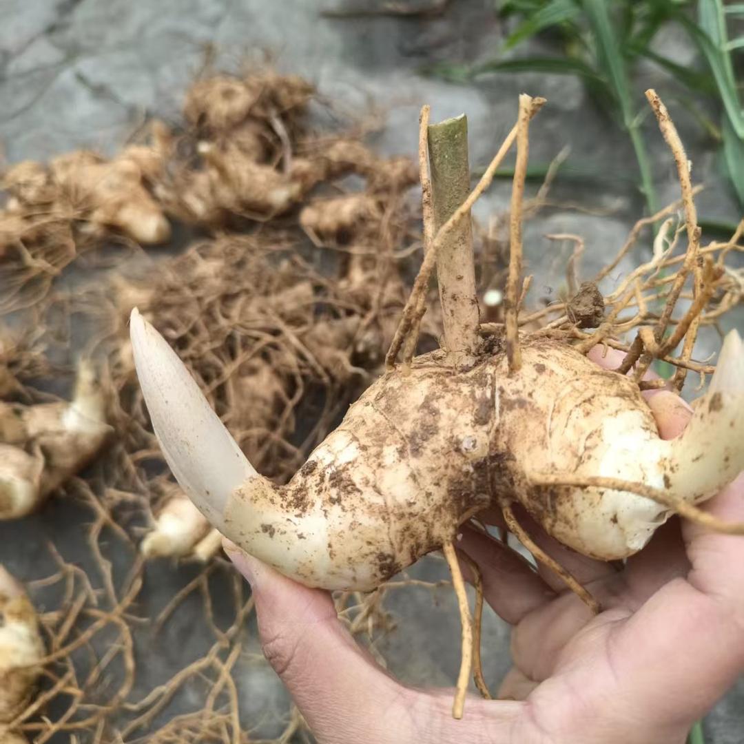 润砾中药材种植基地