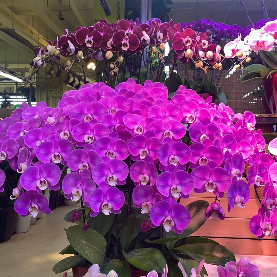 南关青怡坊鸿顺蝴蝶兰