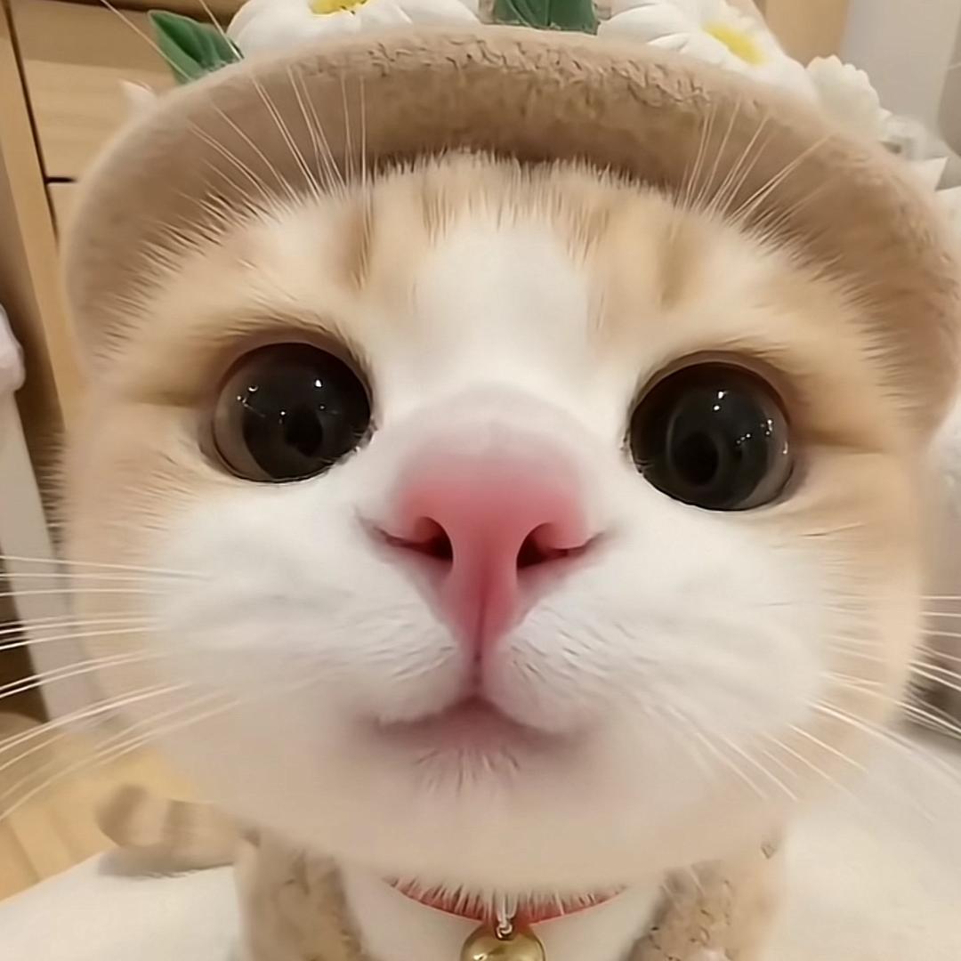no  哆