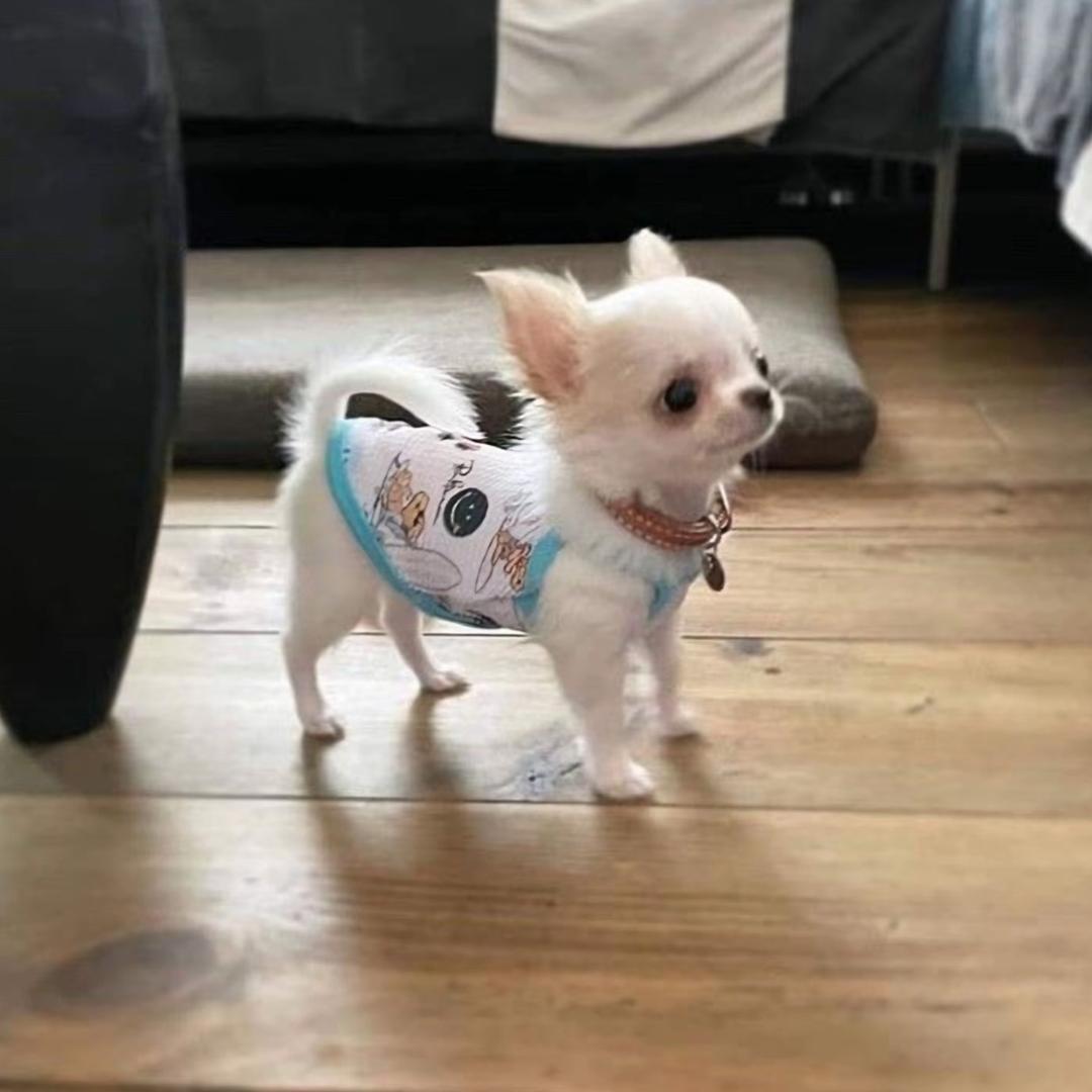 陈tt是王你不知道吗