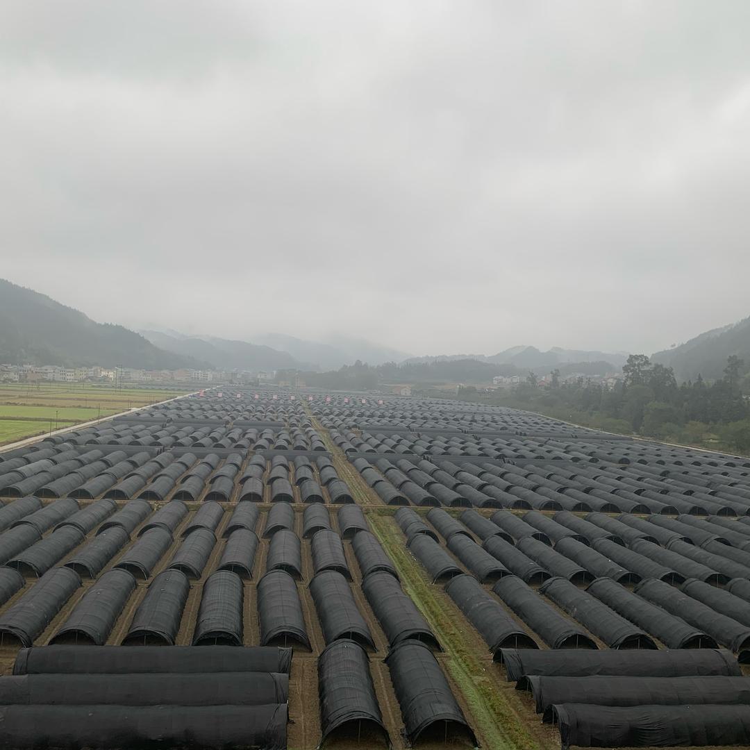 贵州羊肚菌435亩种植基地