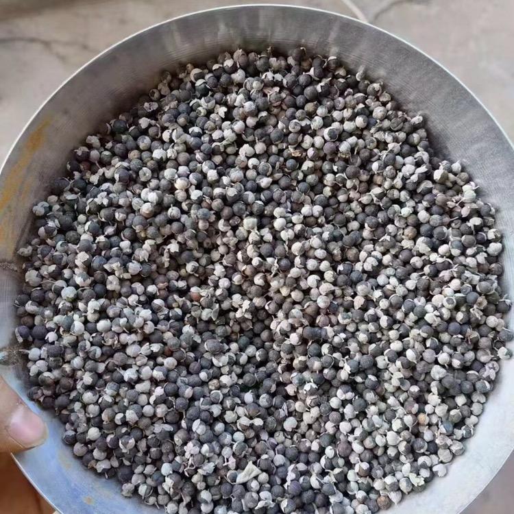 江西道地中药材单叶蔓荆子种植基地