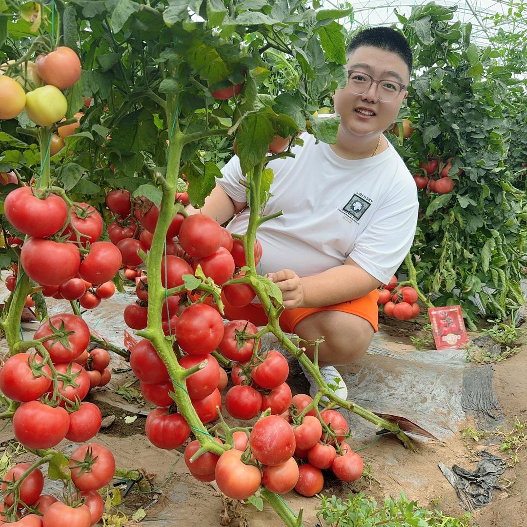 超级100番茄种子柳旭