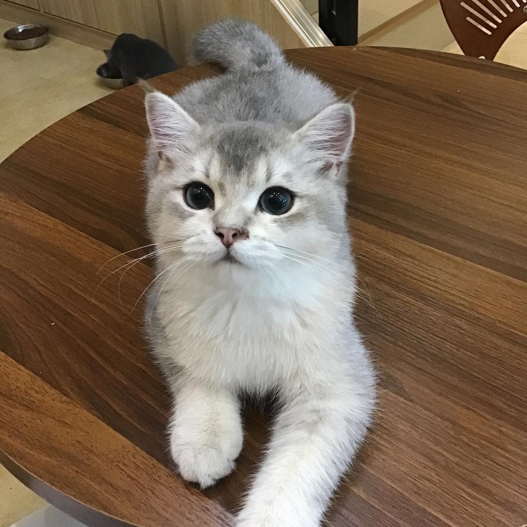 宠Ta（猫咖 宠物店）