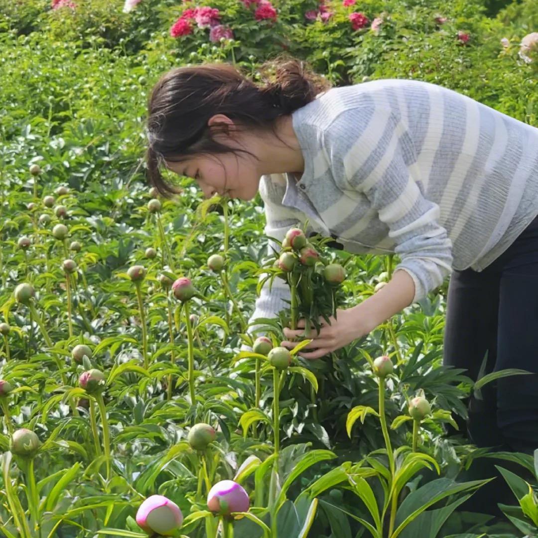 芍药掌门人