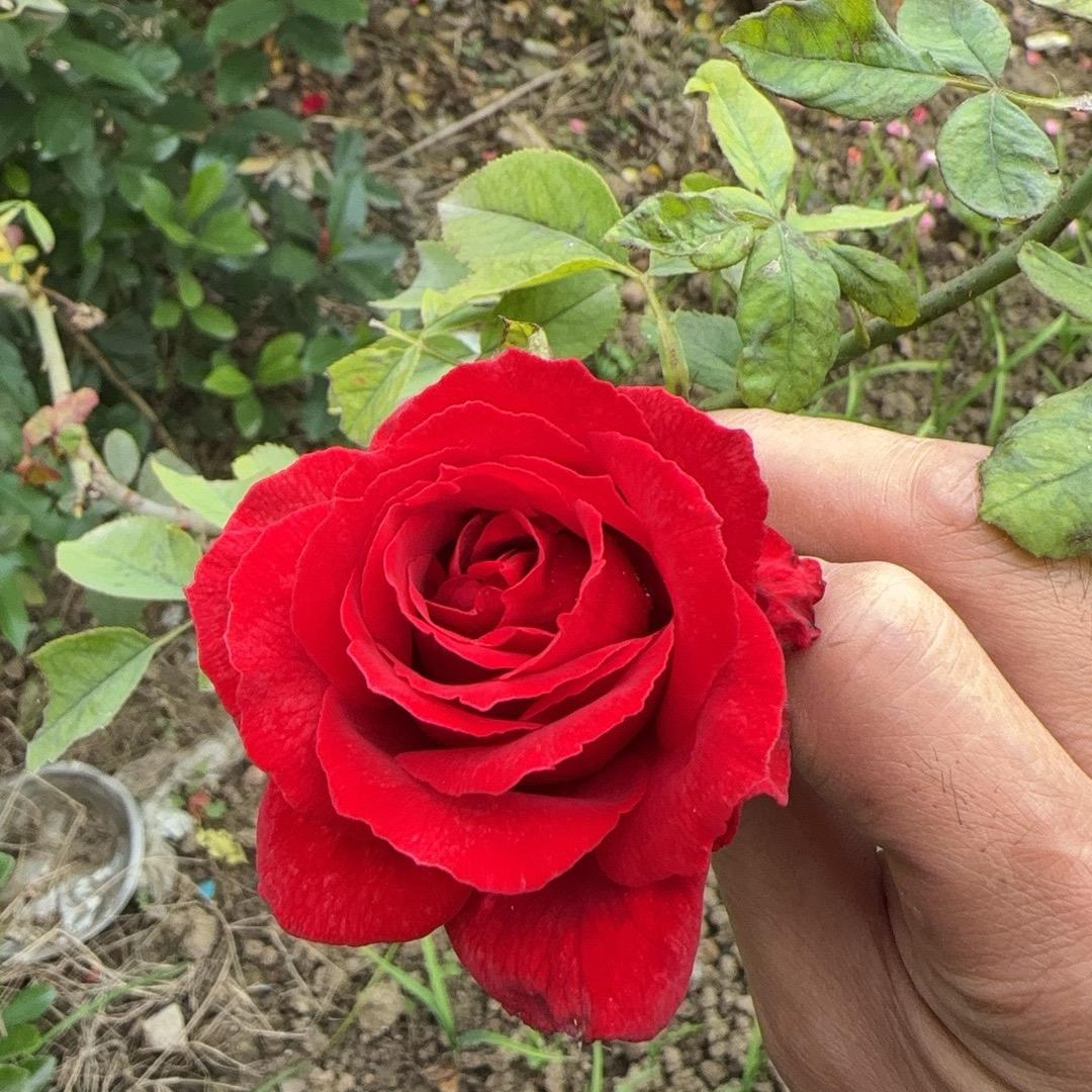 国破山河在情深自入心