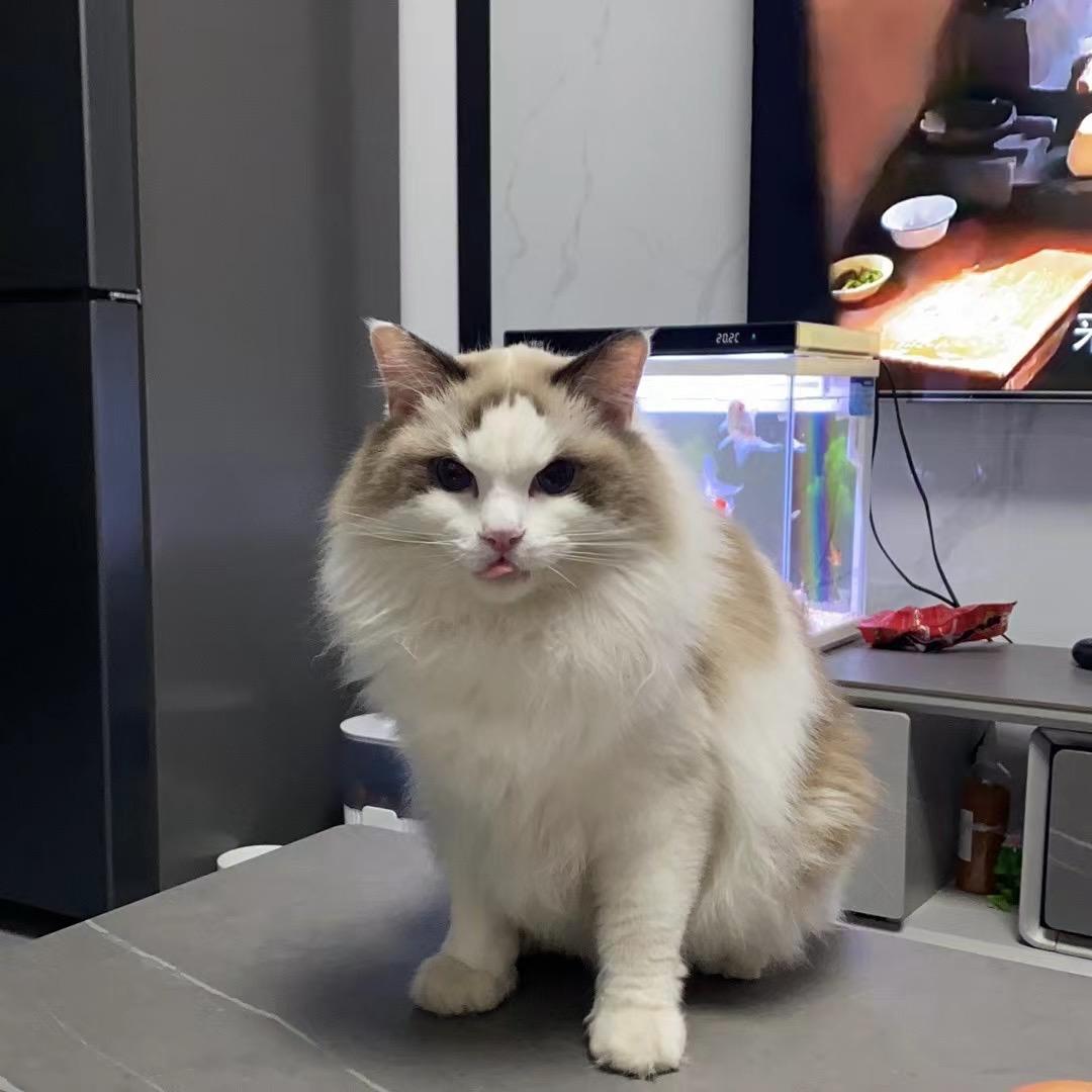 家有萌宠（可乐）