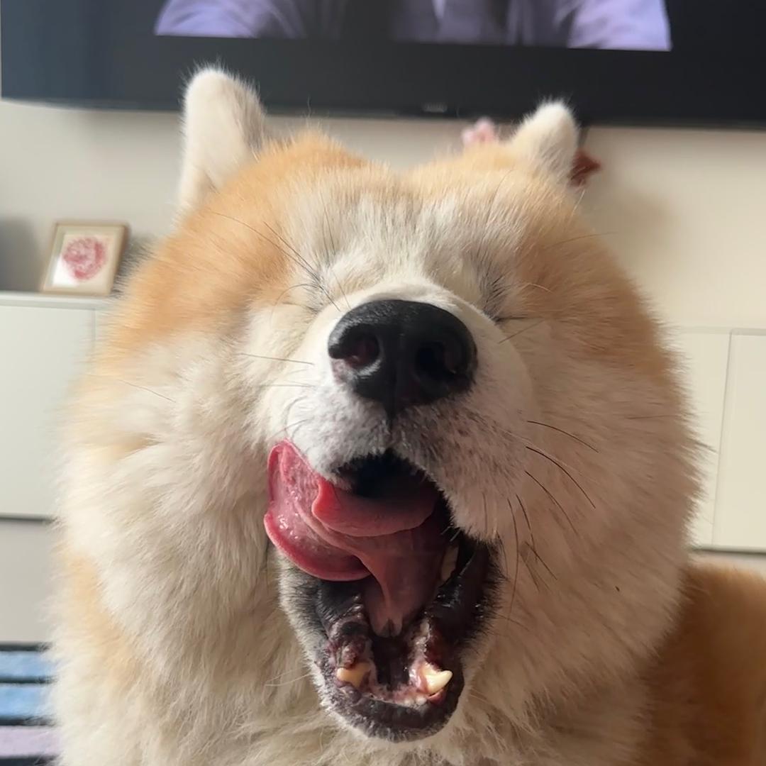 SHO