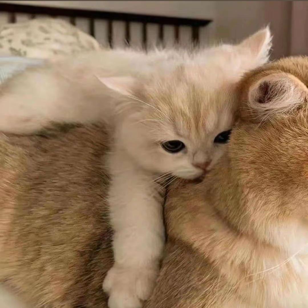 L。