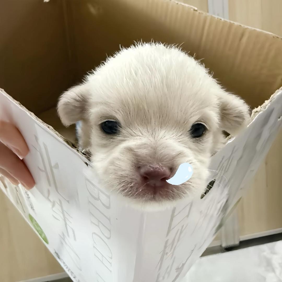 猪八蛋