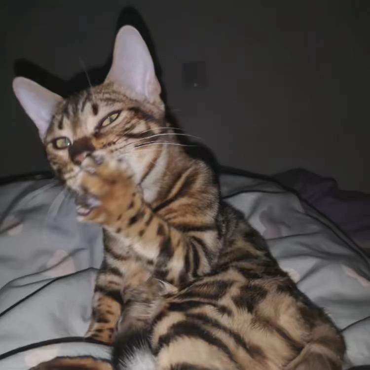 躲猫喵
