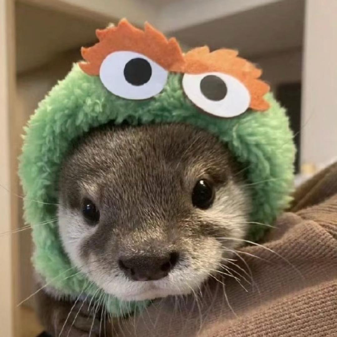 🦦￴￴￴ ￴￴￴