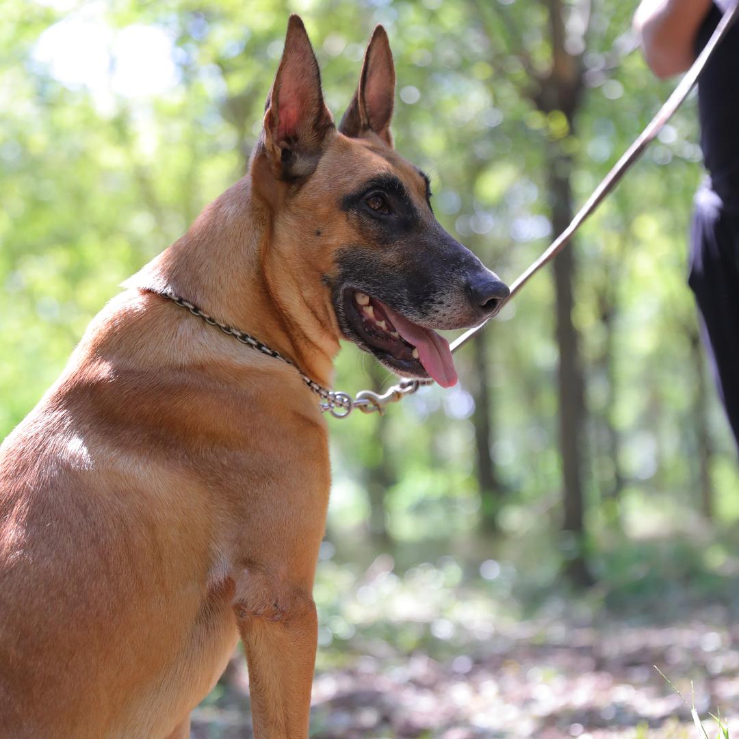 翔龙宠物用品、马犬繁殖基地