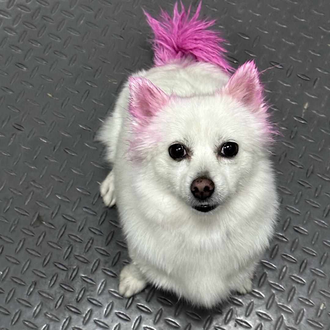 狗狗