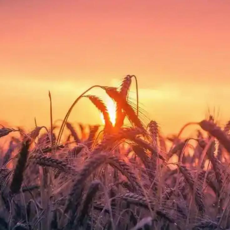 麦田里的守望者