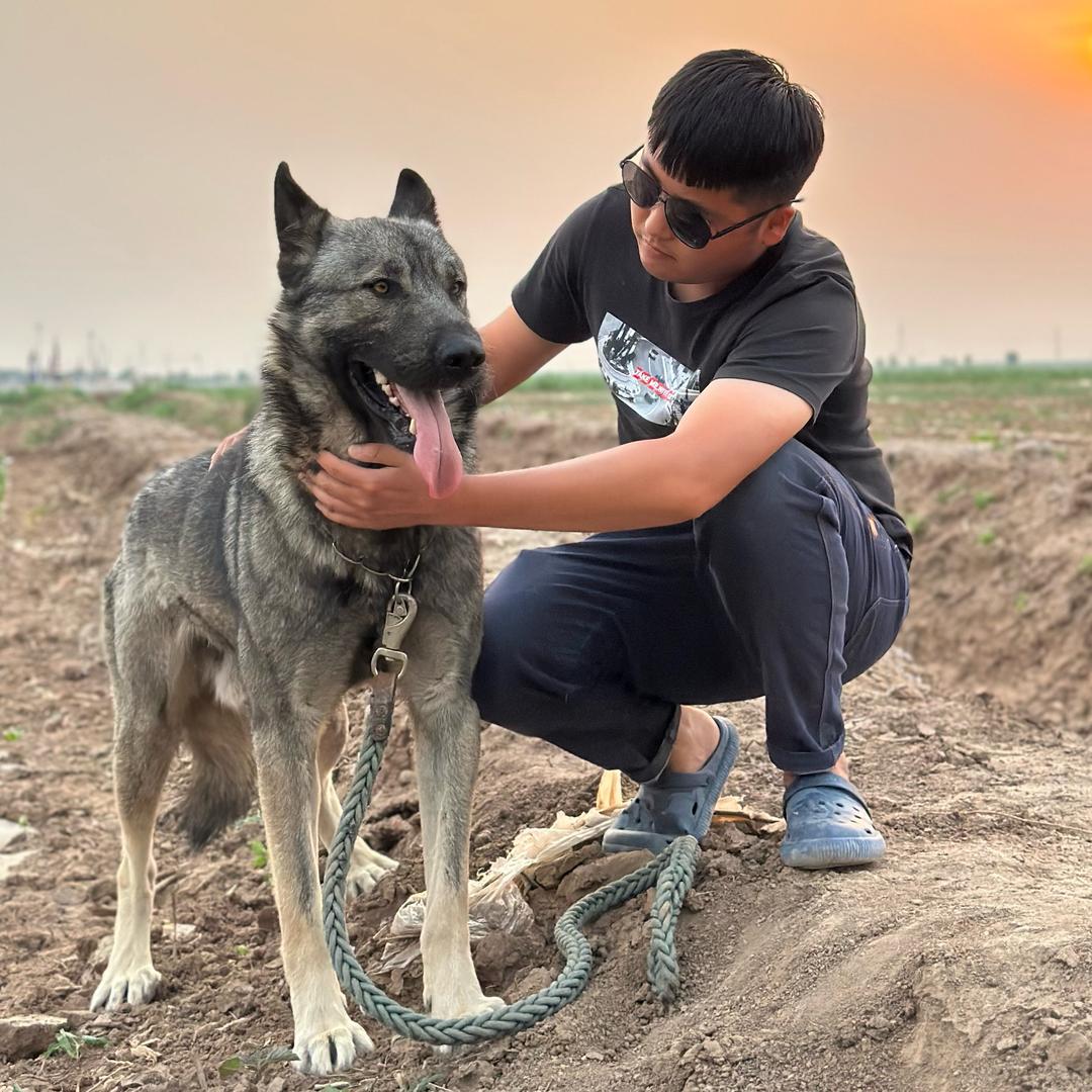 老版狼青养殖基地