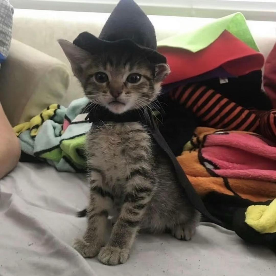 🐾🐾🐾