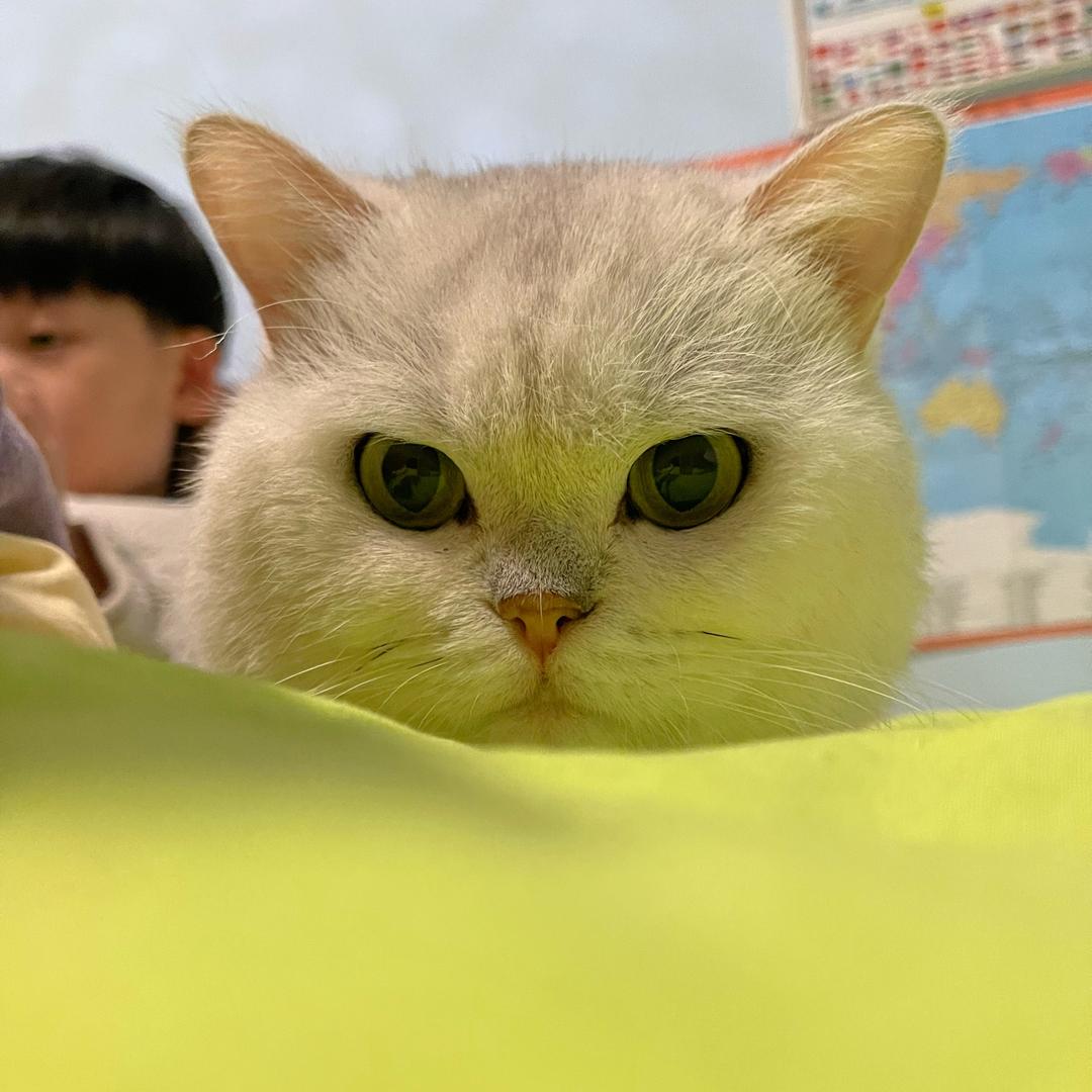 多多小财宠物零食铺