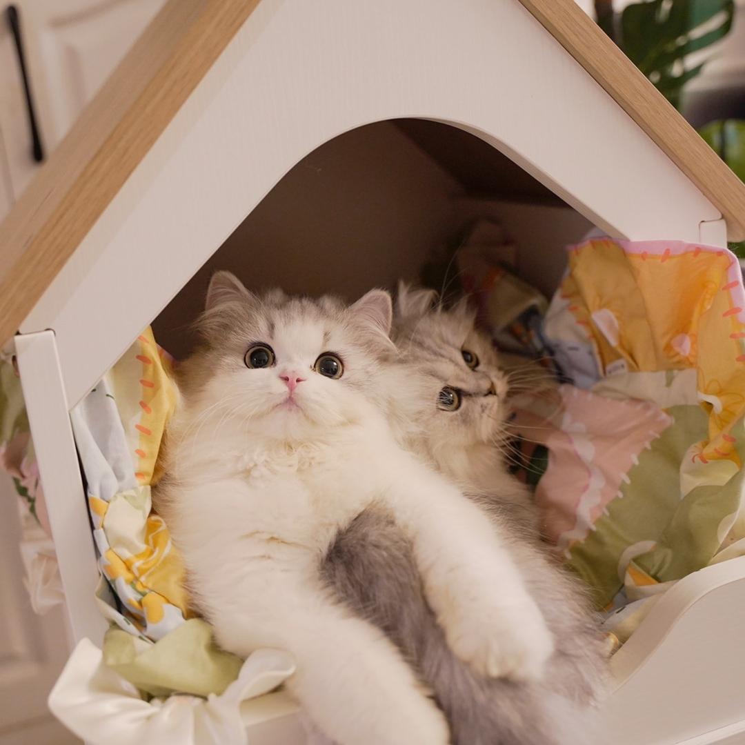 萌喵屋短腿猫