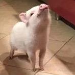 我是不是帅的有些过分