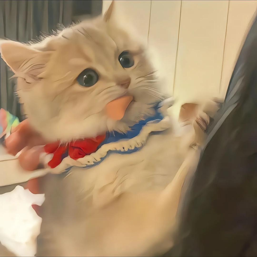 珧崽