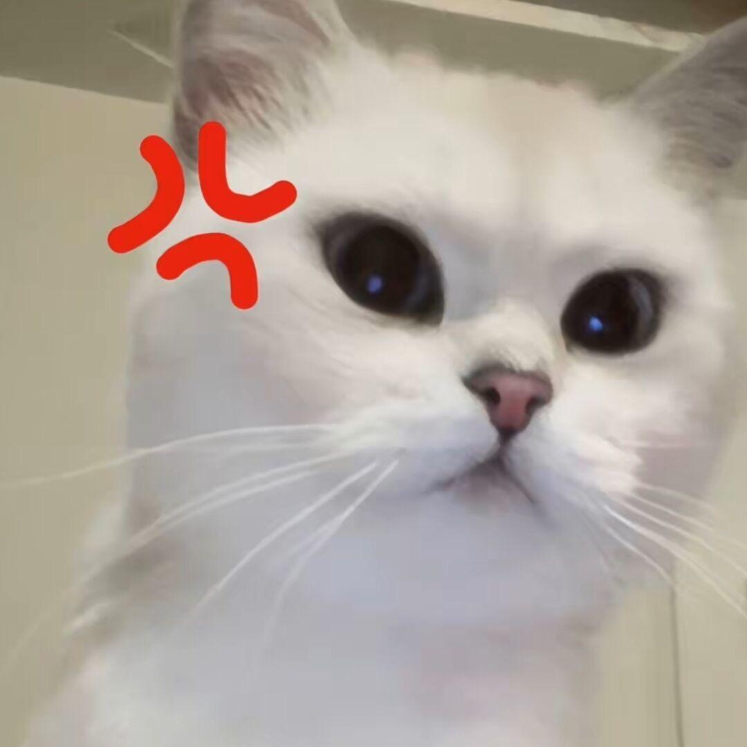 土狗不吃香菜