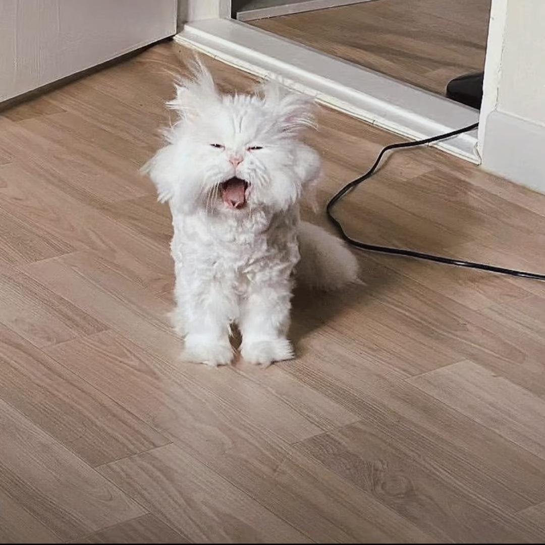 有點呆