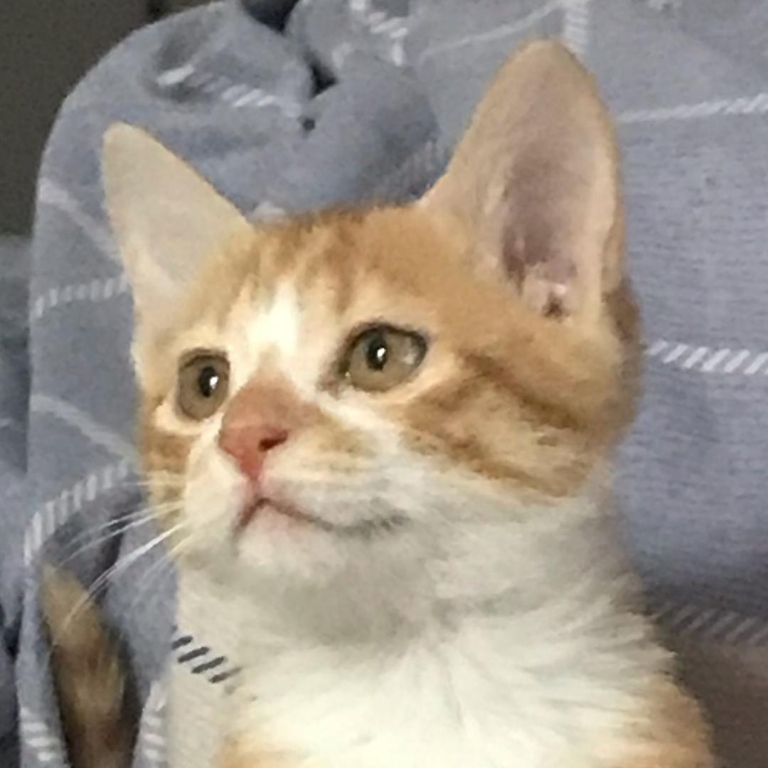 胖虎是猫头像