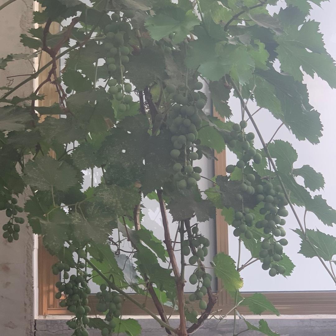 顶峰༺༒༻相见