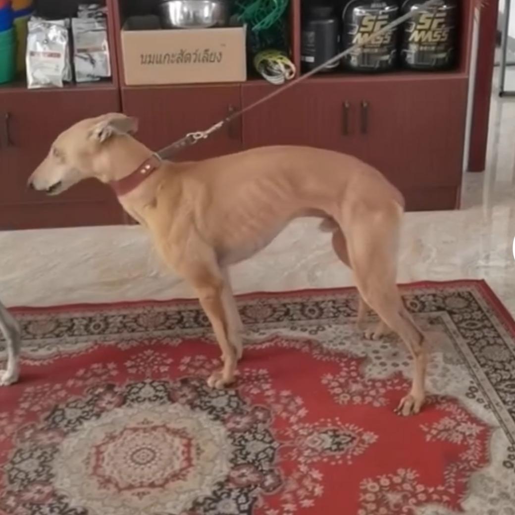 猛黑犬业《繁育精品》