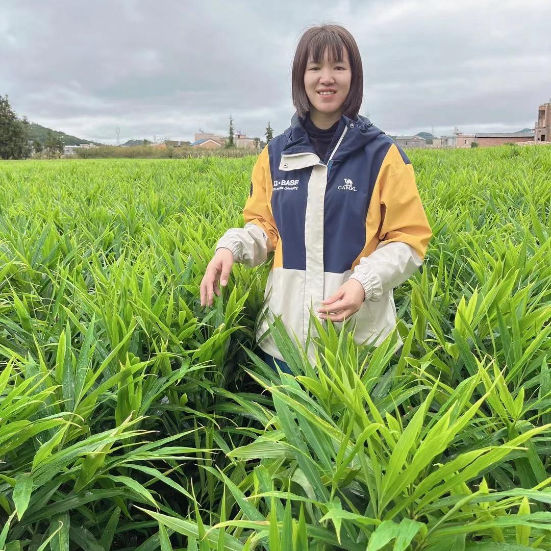 砚山县七笑农资生姜种植服务