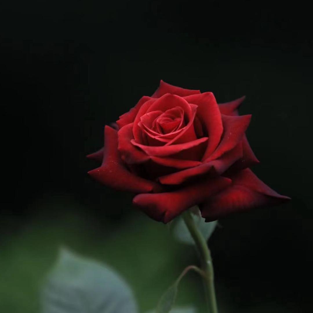 霓裳曲(拒私聊、合拍）