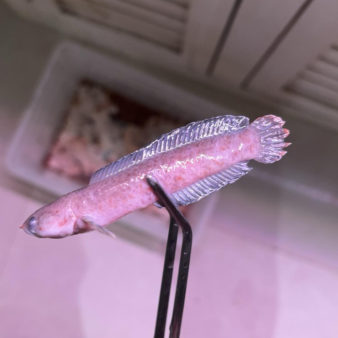 开缸养鱼