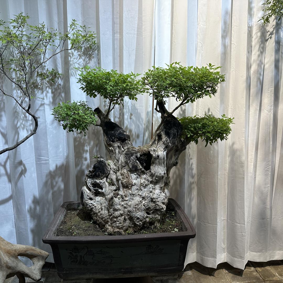 高家盆景