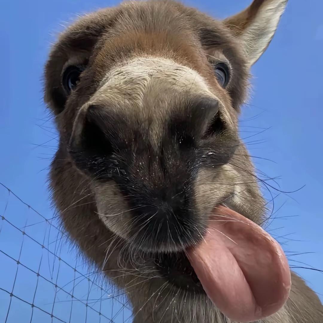 浓痰粘蛆裹屎吃