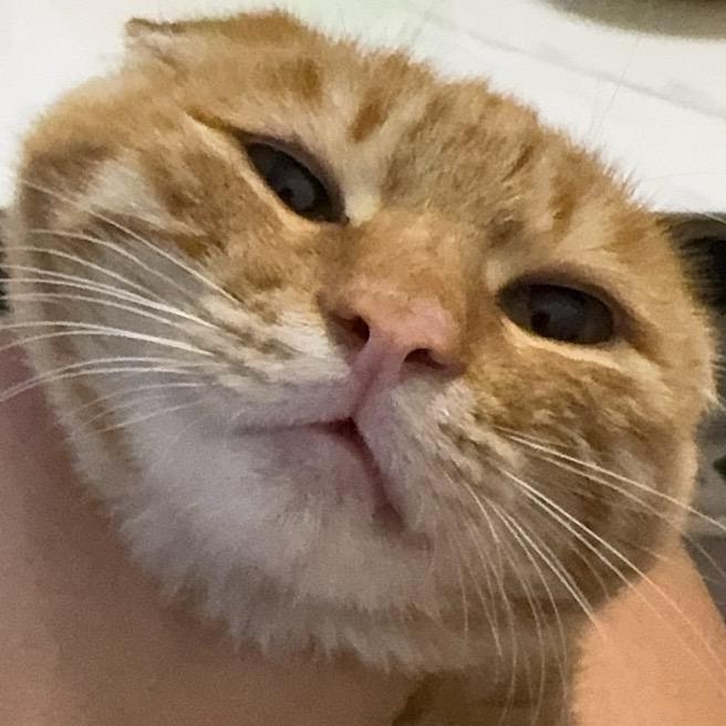 lubi